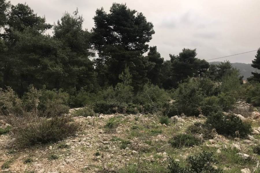 (For Sale) Land Plot || East Attica/Afidnes (Kiourka) - 3.950 Sq.m, 1.100.000€ 